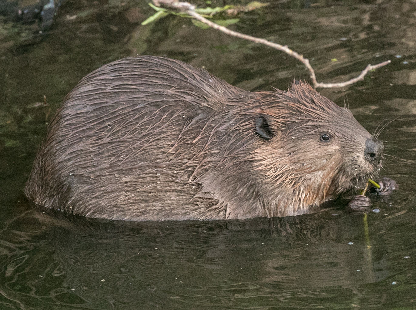 Beaver Lodge